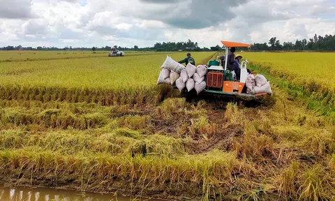 Cẩn trọng khi nhân rộng mô hình trồng lúa giảm phát thải