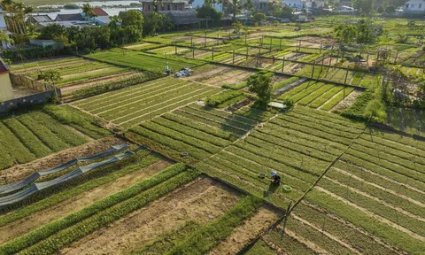 Làng rau Trà Quế nhận biểu trưng “Làng du lịch tốt nhất năm 2024” của UN Tourism