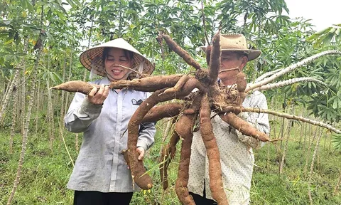 Phòng, chống bệnh khảm lá sắn