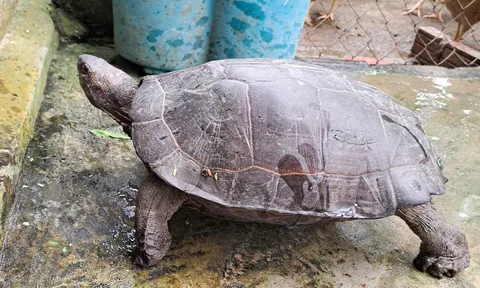 Phát hiện cá thể rùa quý hiếm khi làm đồng, người đàn ông ở Hà Tĩnh bàn giao cho lực lượng chức năng
