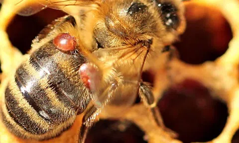 Quản lý bọ ve Varroa tại tiểu bang Queensland