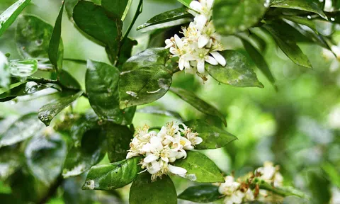 Hương sắc tháng Ba trên miền quê nông thôn mới ở Hà Tĩnh