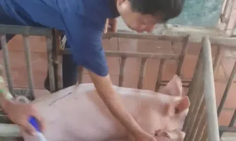 Nghệ An: Tái phát dịch tả lợn châu Phi