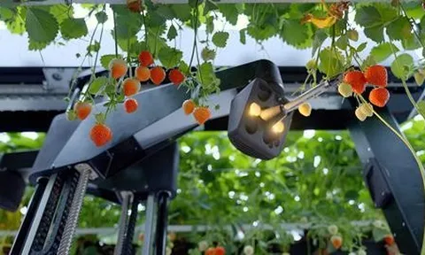 Oishii tham gia vào cuộc “cách mạng” robot bằng việc tiếp quản Tortuga AgTech