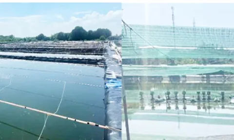 TPHCM: Cải tiến mô hình sản xuất giống sò huyết