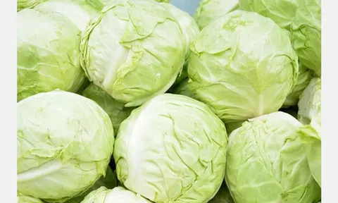 Giá bắp cải Ucraina giảm 10%