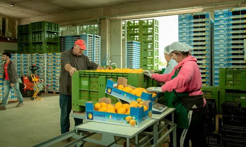 Thị trường chanh của Ý hưởng lợi do các thị trường khác gặp khó khăn