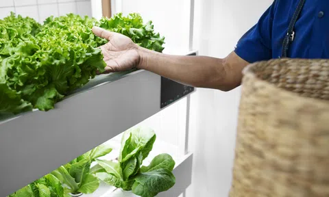 Nông nghiệp thẳng đứng giúp tăng năng suất và giảm tác động đến môi trường