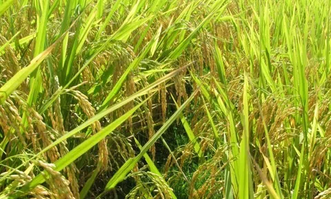 Giống lúa CT16 của Học viện Nông nghiệp Việt Nam được gieo trồng trên đất nước Cuba