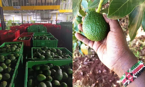 Sản lượng bơ của Kenya dự kiến ​​sẽ phục hồi 5%