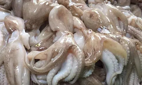 Giá bạch tuộc tăng kỷ lục trong bối cảnh nhu cầu cao ở EU, Hoa Kỳ