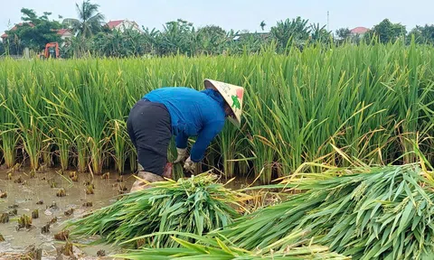 Nghệ An: Hàng trăm héc-ta lúa lép hạt, nông dân đứng ngồi không yên