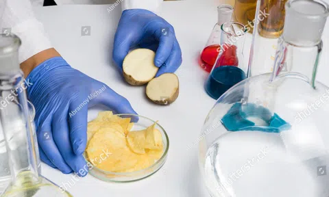 Chất bôi trơn 'siêu cấp' được tạo ra từ protein khoai tây có thể đạt được ma sát gần bằng không
