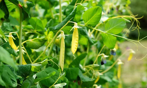 Giải mã bí ẩn di truyền về đậu Hà Lan của Mendel