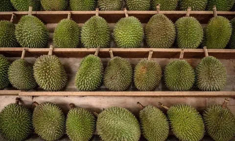 Từ 6/2025, sầu riêng Penang của Malaysia được dán nhãn độc quyền và toàn bộ quy trình sẽ được theo dõi để ngăn chặn hàng giả