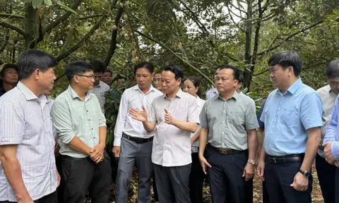Cục Hải quan chỉ đạo ưu tiên thông quan sầu riêng chính vụ