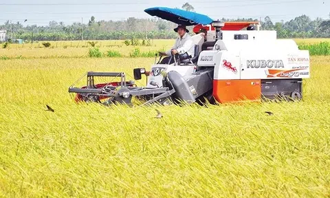 Bảo đảm an toàn sản xuất lúa hè thu