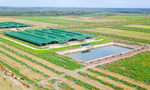 Thaco Agri sẽ hoàn thành tầm nhìn trở "Tập đoàn nông nghiệp hàng đầu ASEAN vào năm 2025”?