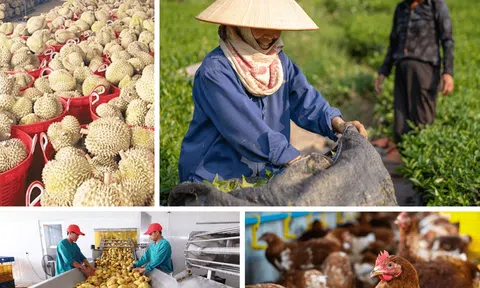 Tháng 5/2025: Sản xuất lúa đông xuân và hè thu khởi sắc, chăn nuôi ổn định