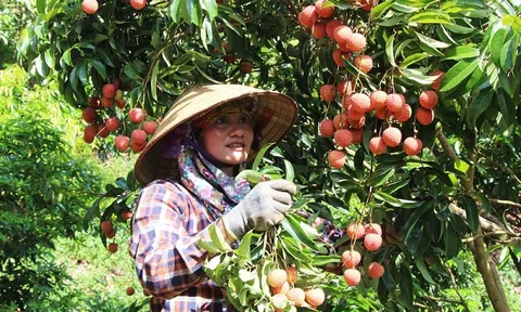Bắc Giang đẩy mạnh tiêu thụ nông sản thông qua nền tảng số