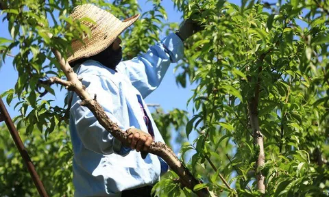 Khủng hoảng thiếu hụt lao động nông nghiệp ở Maroc