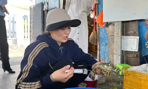 Phú Yên: Phát hiện cơ sở bơm tạp chất vào tôm hùm chết để bán ra thị trường