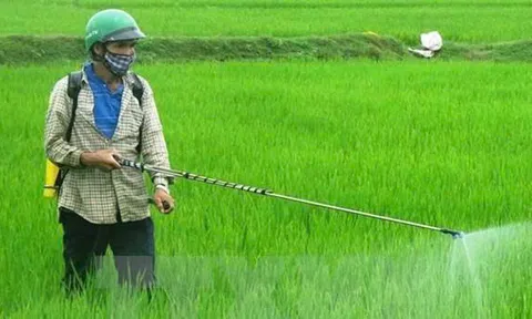 Hơn 46.000 ha lúa hè thu bị sinh vật gây hại tấn công