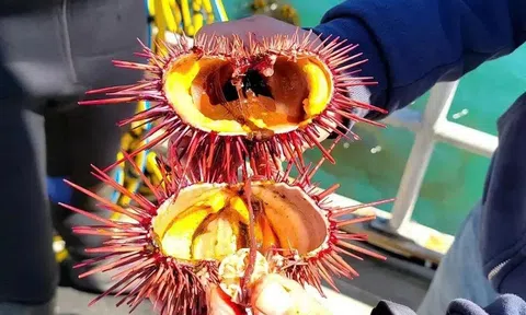 Hoa Kỳ sử dụng hệ thống RAS độc đáo trên đất liền để nuôi nhum biển