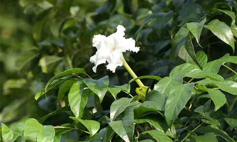 Tiềm năng phát triển lá Quao nước như một nguồn dược liệu bản địa: Góc nhìn sinh thái và ứng dụng