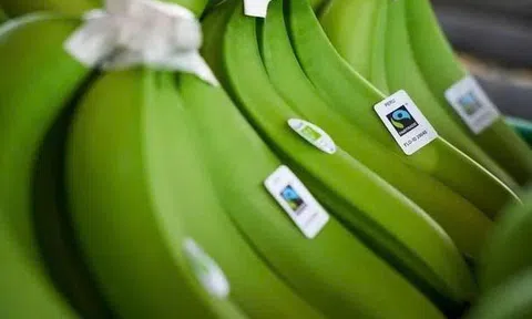 Ngành công nghiệp chuối hữu cơ của Peru thích ứng với tình hình mới
