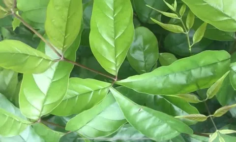 Đánh giá hoạt tính sinh học và phân tích thành phần thứ cấp của dịch chiết polyphenol từ lá cây Quao nước