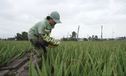 Cây nha đam Ninh Thuận - “biểu tượng xanh” giữa vùng nắng gió