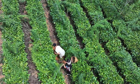 "Trà - dược" - mô hình xen canh hiệu quả tại Cảnh Cốc