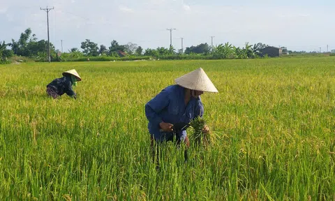 Lúa “tái sinh” – lợi ngắn mà hại dài?