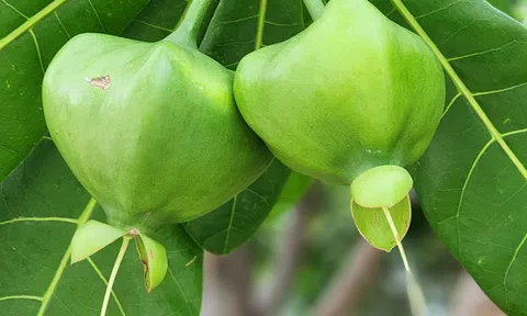 Nơi đầu sóng vẫn rì rào lá hát