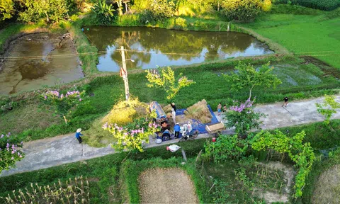 Mùa gặt về theo ký ức tuổi thơ tôi