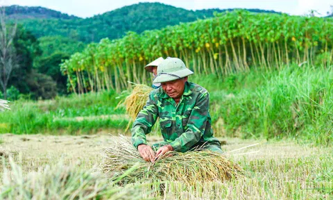 Mùa gặt về theo ký ức tuổi thơ tôi