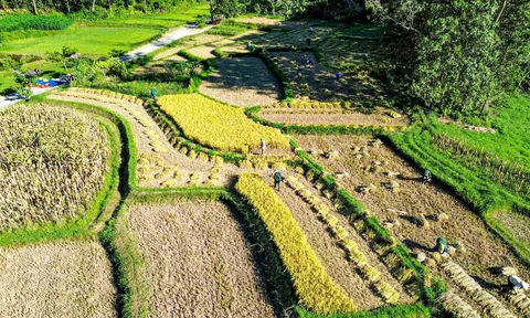 Phó Thủ tướng Hồ Đức Phớc làm Trưởng Ban Chỉ đạo Tổng điều tra nông thôn, nông nghiệp 2025