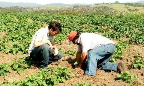 Chile thúc đẩy canh tác khoai tây bền vững bằng cách sử dụng thuốc trừ sâu sinh học