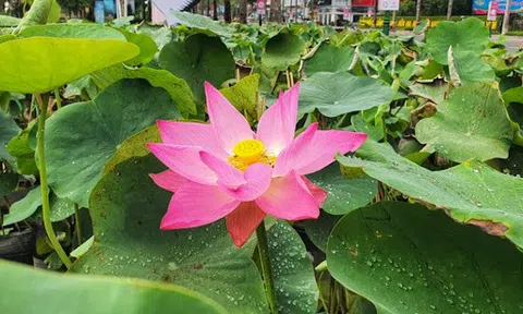 Bảo hộ chỉ dẫn địa lý “Đồng Tháp” cho sản phẩm sen