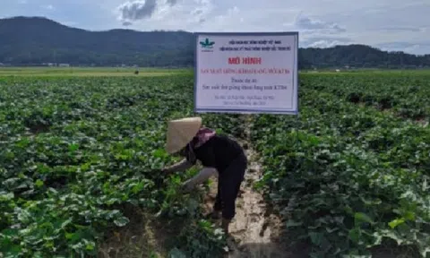 Sản xuất thử giống khoai lang mới KTB4