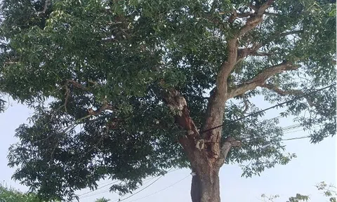 Cây xoài cổ: Chứng tích sống của lịch sử và tinh thần yêu nước
