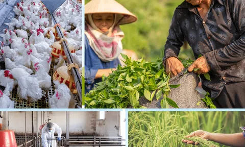 Sản xuất nông nghiệp 06 tháng đầu năm tăng trưởng ổn định, đáp ứng nhu cầu trong và ngoài nước
