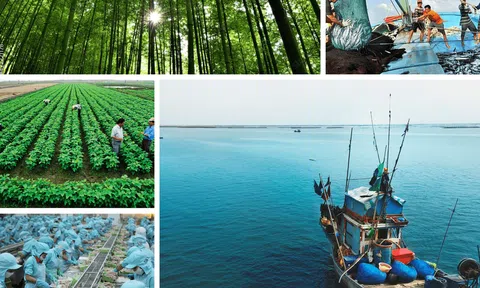 Lâm nghiệp và thủy sản 06 tháng đầu năm 2025 phát triển toàn diện đóng góp tích cực vào xuất khẩu