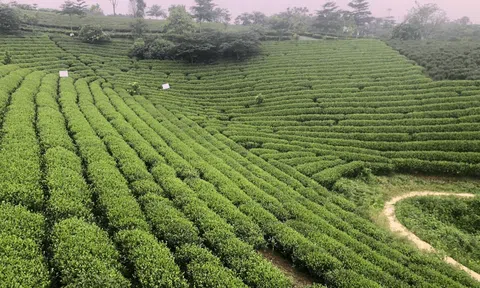 Mô hình sinh thái nuôi gà trong vườn chè: Chè thơm và gà ngon, giá trị nhân đôi
