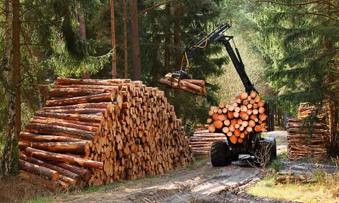 Thông tư mới quy định ba hình thức kiểm tra, truy xuất nguồn gốc lâm sản