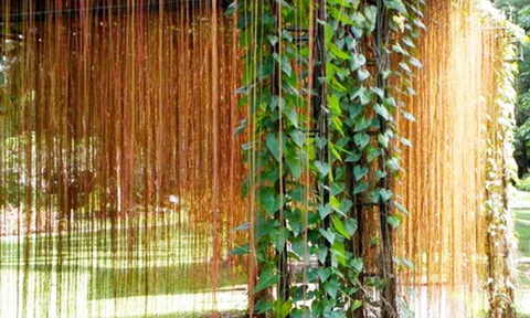 Nghiên cứu khả năng chữa bệnh của cây hồ đằng rễ mành
