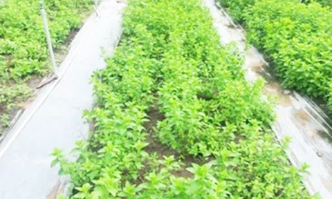 TP.HCM: Chọn giống bạc hà phù hợp trồng trong nhà màng