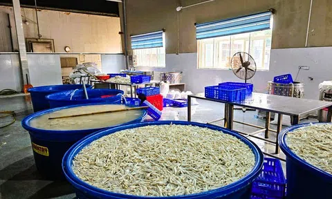 Thanh Hóa: Phát hiện hơn 13 tấn chân gà ngâm hóa chất
