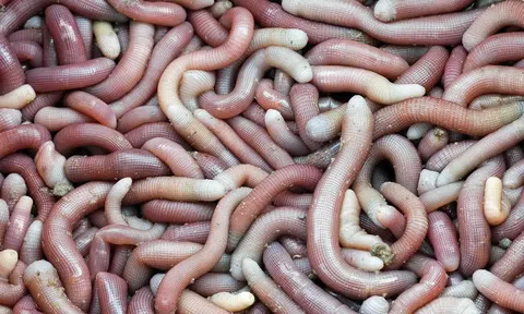 Phú Yên: Nuôi kết hợp sá sùng với tôm thẻ chân trắng
